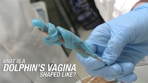 File:Penis ejaculates inside a vagina.webm